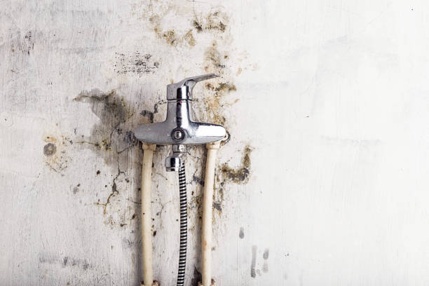 Best Professional Mold Removal  in Coto De Za, CA