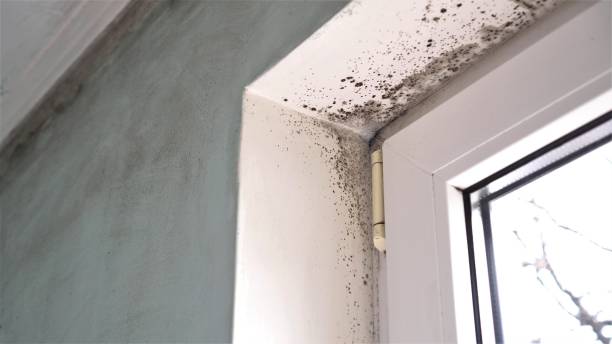 Best Mold Cleaning Services  in Coto De Za, CA