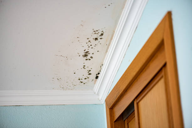 Best Black Mold Removal  in Coto De Za, CA