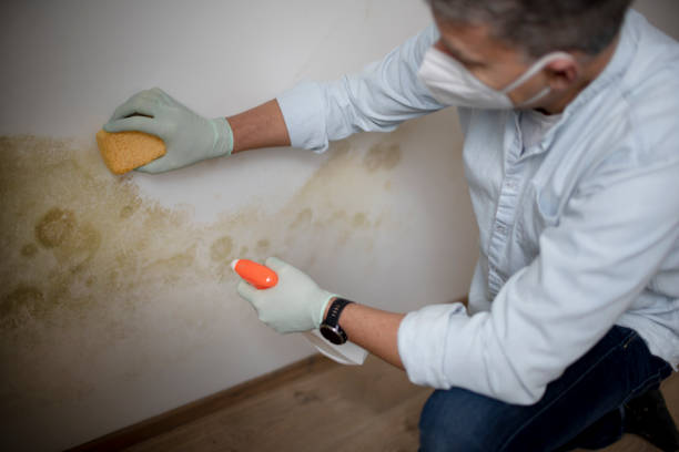 Professional Mold Removal in Coto De Caza, CA