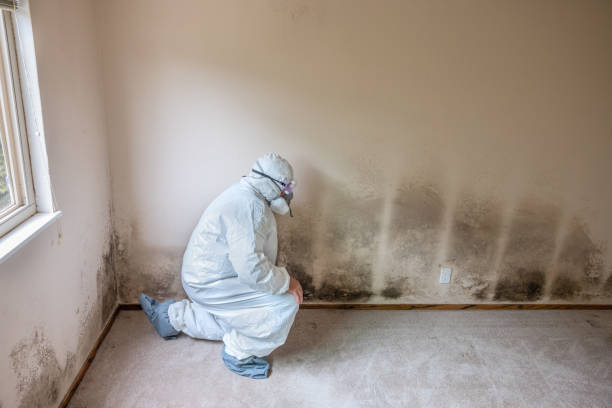 Best Office Mold Removal Services  in Coto De Za, CA