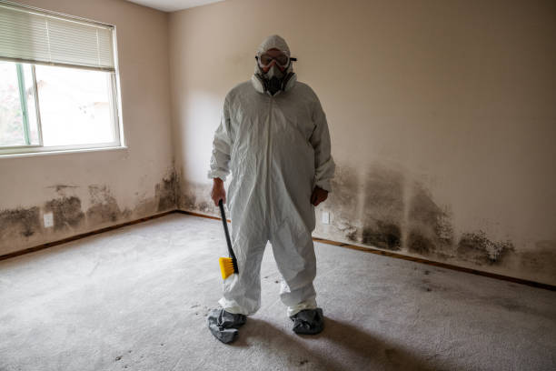 Best Attic Mold Removal  in Coto De Za, CA