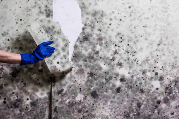Best Commercial Mold Removal  in Coto De Za, CA
